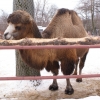 Двугорбый верблюд (Camelus bactrianus) (ferus)