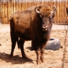 Зубр (Bison bonasus)