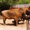 Зубр (Bison bonasus)