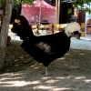 Курица голландская белохохлая