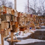 Школьники обеспечат птиц доступным жильем