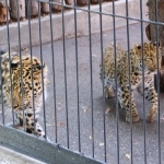 Леопарды познакомились в "Лимпопо"