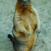 Степной сурок (байбак) (Marmota bobak)