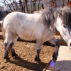 Пони (Equus caballus dom.)