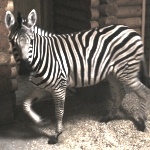 В зоопарк Балахны приехала зебра