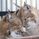 Влюбленные смогут посетить зоопарк «Лимпопо» за полцены