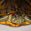 Красноухая черепаха (Trachemys scripta)