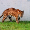 Ягуар(Panthera onca)