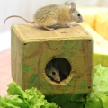 Иглистая мышь (Acomys)