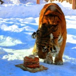 Блинно-мясной торт подарили тиграм на "Звериную Масленицу"